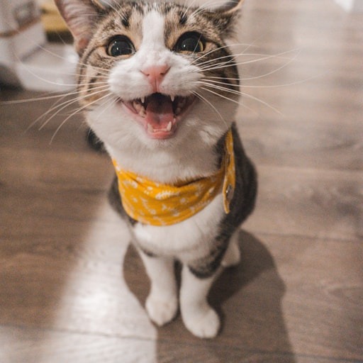 Tobi